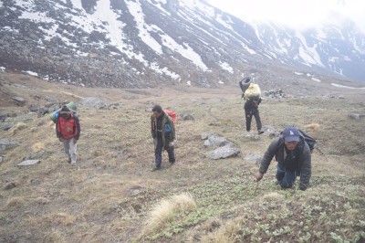 बुकीमै बसेर यार्सागुम्बाको खोजी   